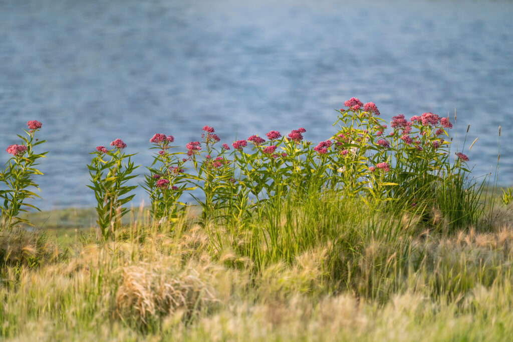 A cluster of pink flowering Swamp Milkweed plants growing by the lake's shoreline, at the height of their mid-Summer blooming season in Colorado.